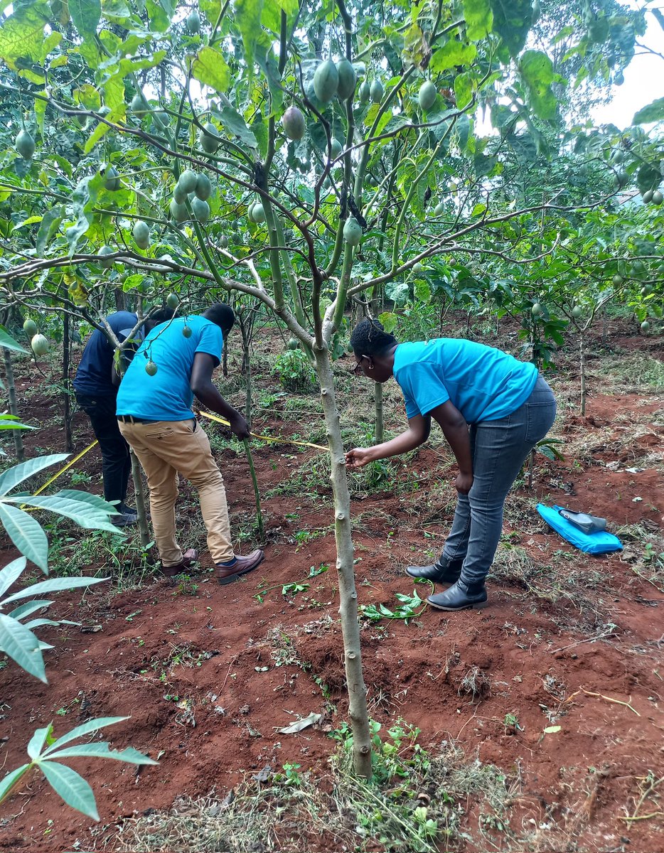 CheptabNandi029's tweet photo. At The River Yala Water Fund, we work hand in hand with farmers living adjacent to watersheds through farmplanning, establishment of terraces for soil moisture retention and water pan construction for rainwater harvesting  and control of surface runoff.
..... https://t.co/x9ovAENrWo