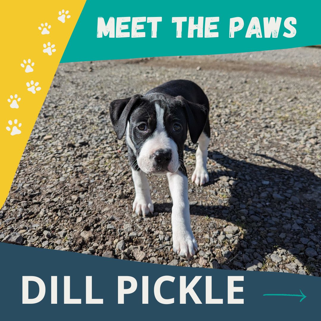 cultivatePDX's tweet photo. Last summer, we introduced you to a dog named Sue. This is his son, Dill Pickle. Dill is a third generation CI pup - with CI dogs Sue being his father, and Lady being his grandmother.
#MeetThePaws #portlandpups #pdxpup #CIdogs https://t.co/sqRQhuqiOj