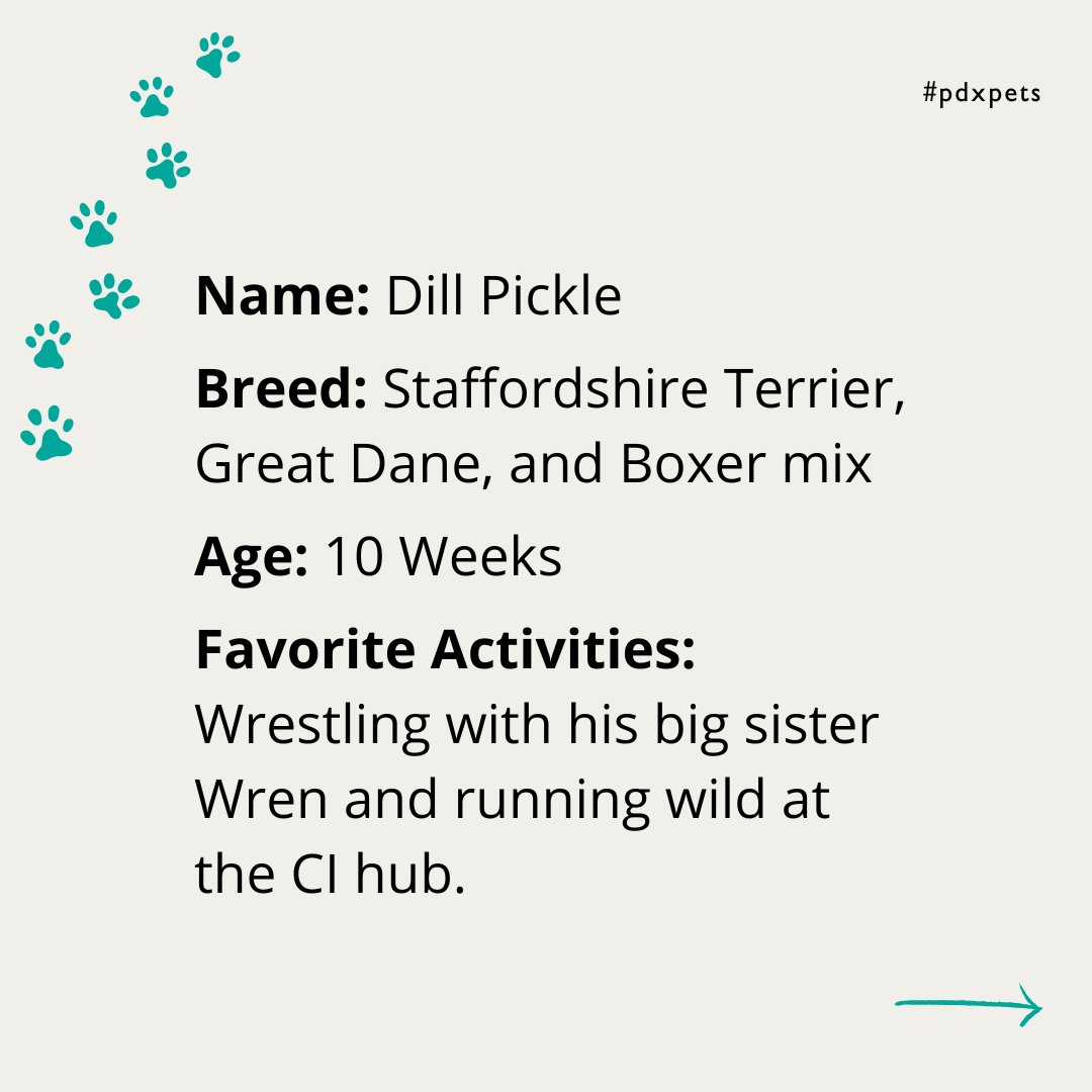 cultivatePDX's tweet photo. Last summer, we introduced you to a dog named Sue. This is his son, Dill Pickle. Dill is a third generation CI pup - with CI dogs Sue being his father, and Lady being his grandmother.
#MeetThePaws #portlandpups #pdxpup #CIdogs https://t.co/sqRQhuqiOj