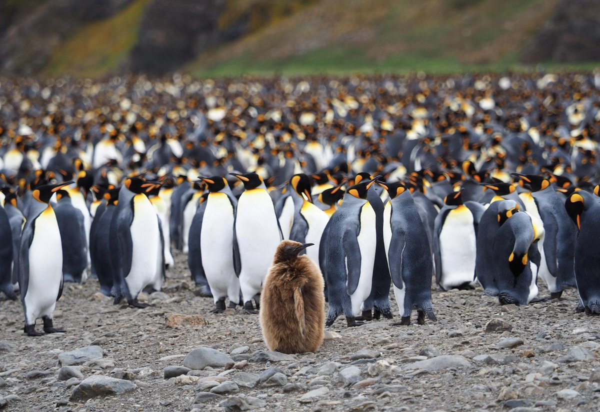 Don't be afraid to stand out. #kingpenguins

📷 by Samantha Hwang