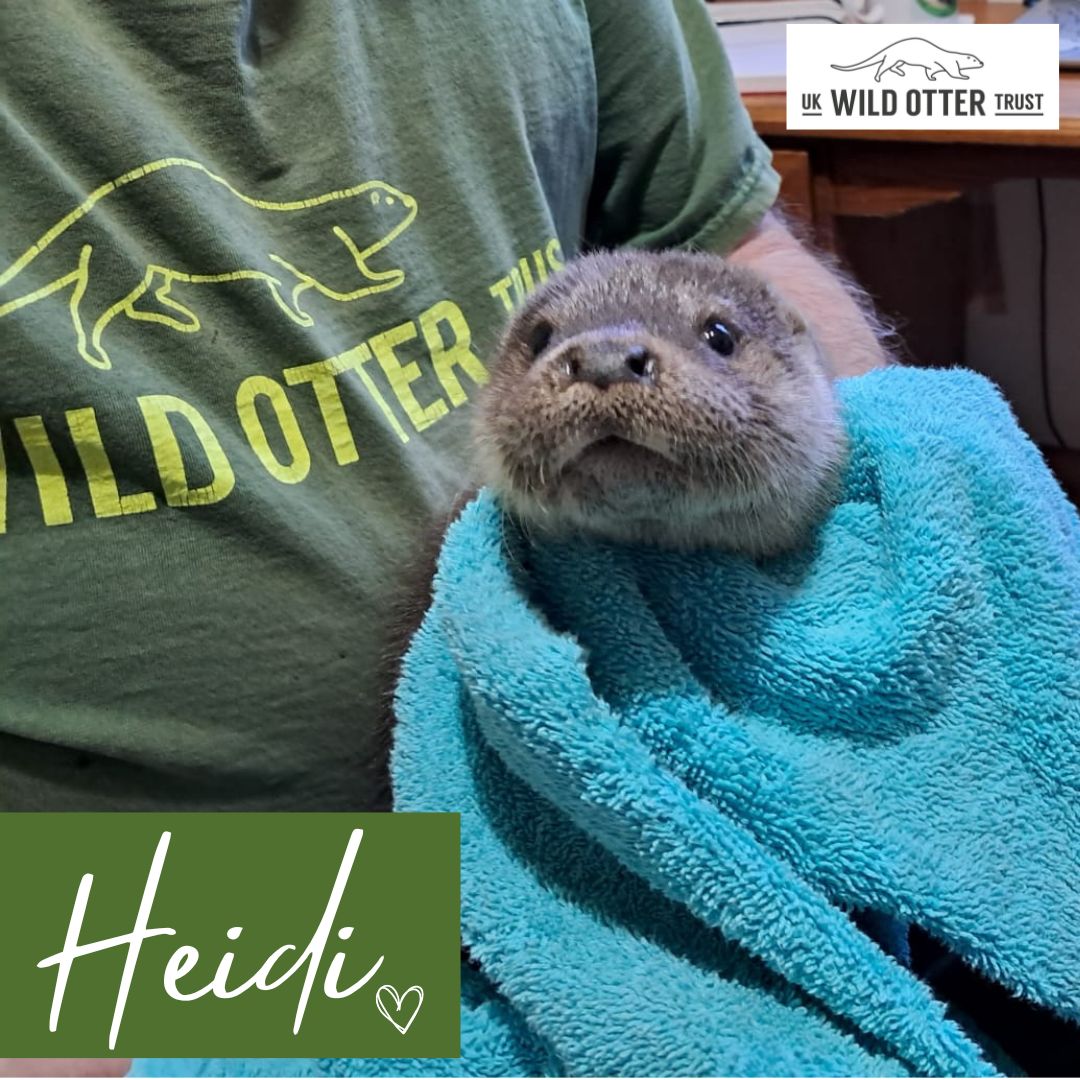 Meet Heidi Heidi is the latest orphaned otter cub to come through our doors. She was rescued by @wildliferescuer Vale Wildlife Hospital and Rehabilitation Centre and once strong enough, transferred to our Specialist Otter Rehabilitation Centre. 🦦