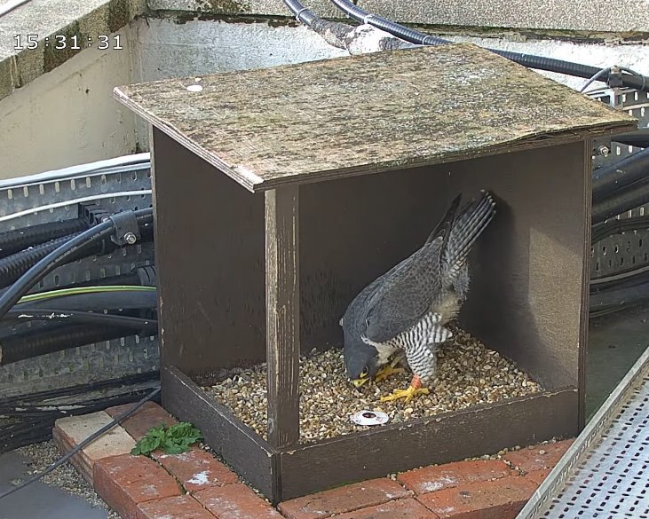 Morden Peregrines. A different falcon was in the box twice at about 15.30 today. Initially she went in after the tiercel for a courtship display, but he seemed a bit intimidated and left quickly! She has an orange Darvic ring but I couldn't read it. Maybe the bird I saw on 04/02.