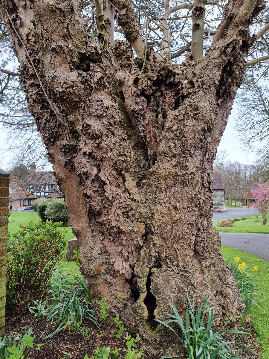 metalheron's tweet image. Love this ancient tree with lots of hollows and hidey holes.. Wonder who sleeps in the 'room' at the bottom? 
#faeryfolk 
#WindowOnYourWorld 
#MellowMagicDigital 
@LynnParsonsUK