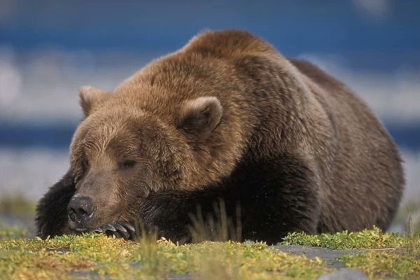 Bear-ly making it through the day...