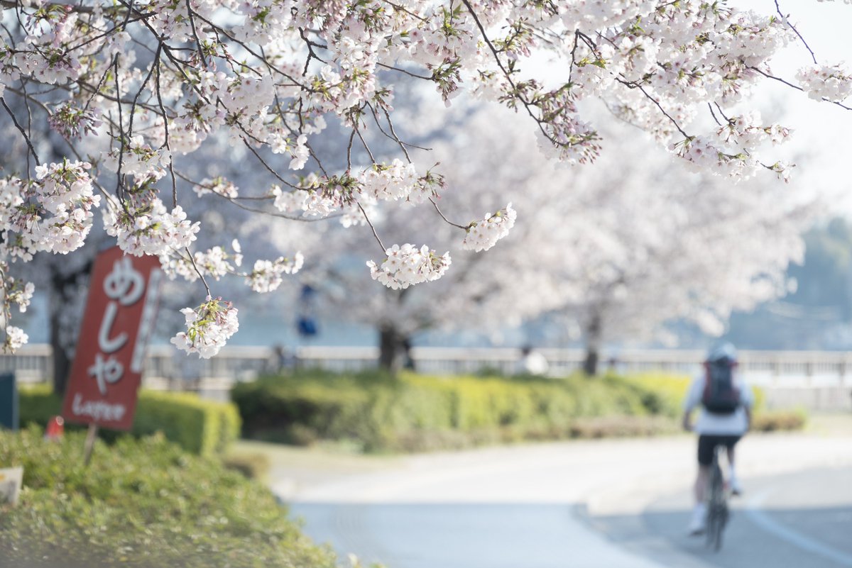 【Sakura Information】 We provide you with the best Sakura places to see in Onomichi City and how they are blooming. Usually, the cherry trees are in full bloom within a week after they start to bloom. → ononavi.jp/sakura/ #sakura #travel #onomichi #hiroshima #japan #spring