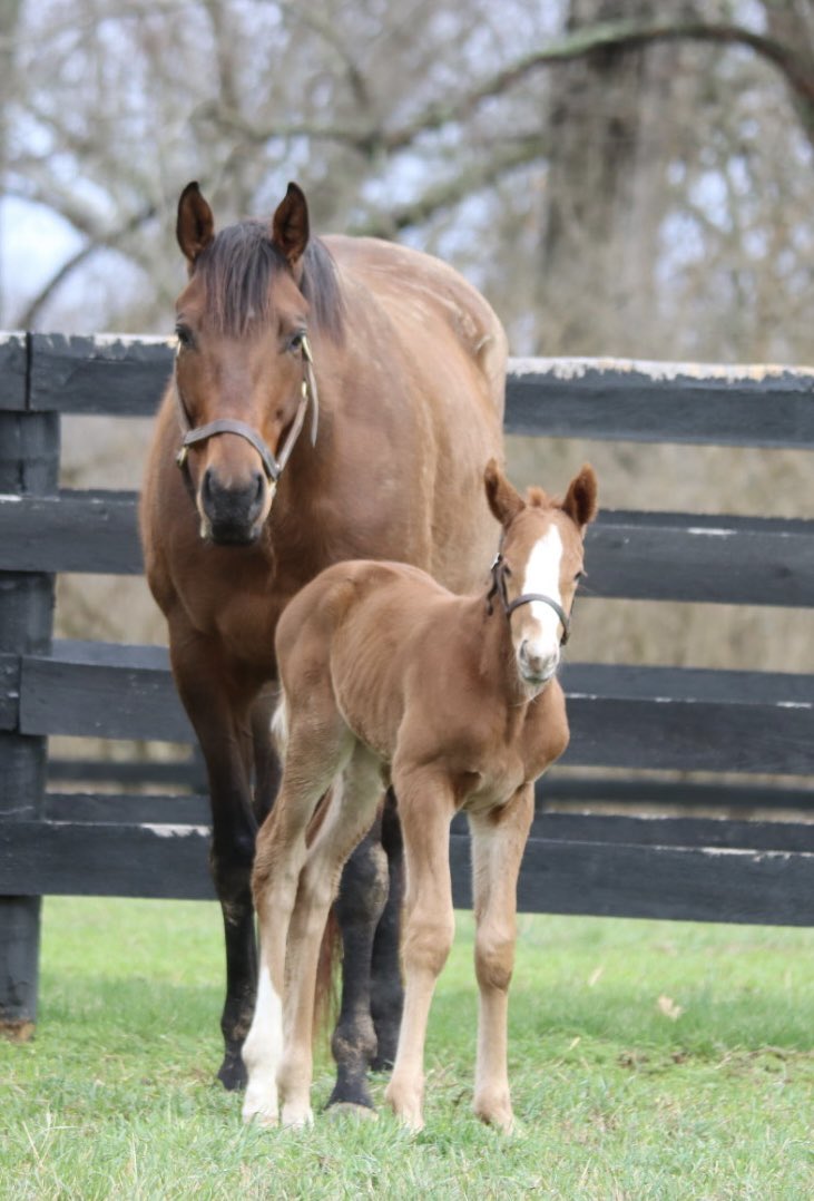 At 24 hours old this filly by @TMStallions Not This Time is quite the show stopper.
