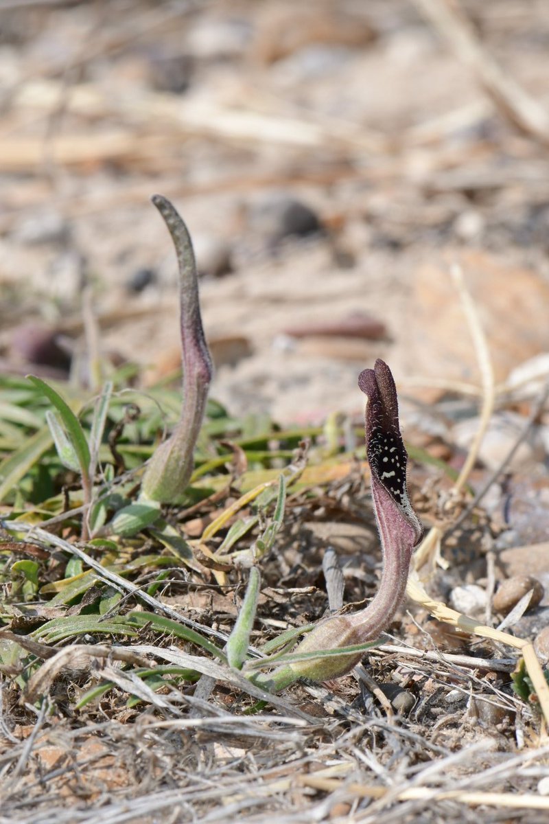 Aristolochia erecta temporarily traps fungus gnats and tiny flies in order to force them to pollinate it. It does this by mimicking the scents of things like rotting mushrooms & decaying plant material. In photo 3 you can see the funnel-shaped trap door. Flowers are protogynous.