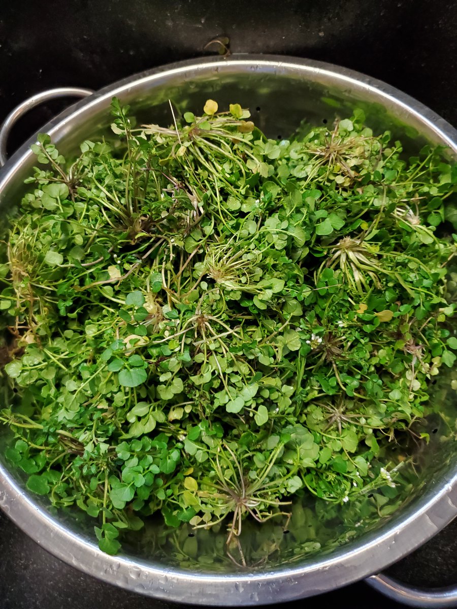 BrightHeidi's tweet photo. This  uninvited pepper cress has been noshing on the nutrients in the soil of  my little garden. So I am turning the tables on it. Pepper cress sludgies for the coming week! #cancer #HealthyEating #nutrition https://t.co/GkIVjHCJs2