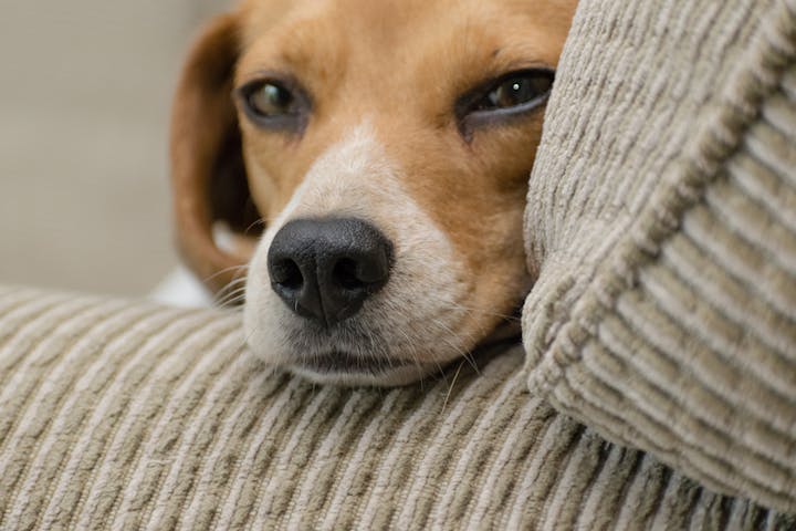 somosdospet's tweet photo. 6 accidentes domésticos que suponen un riesgo para los perros https://t.co/BSKxqIn2Iu https://t.co/Fvl1doMys8