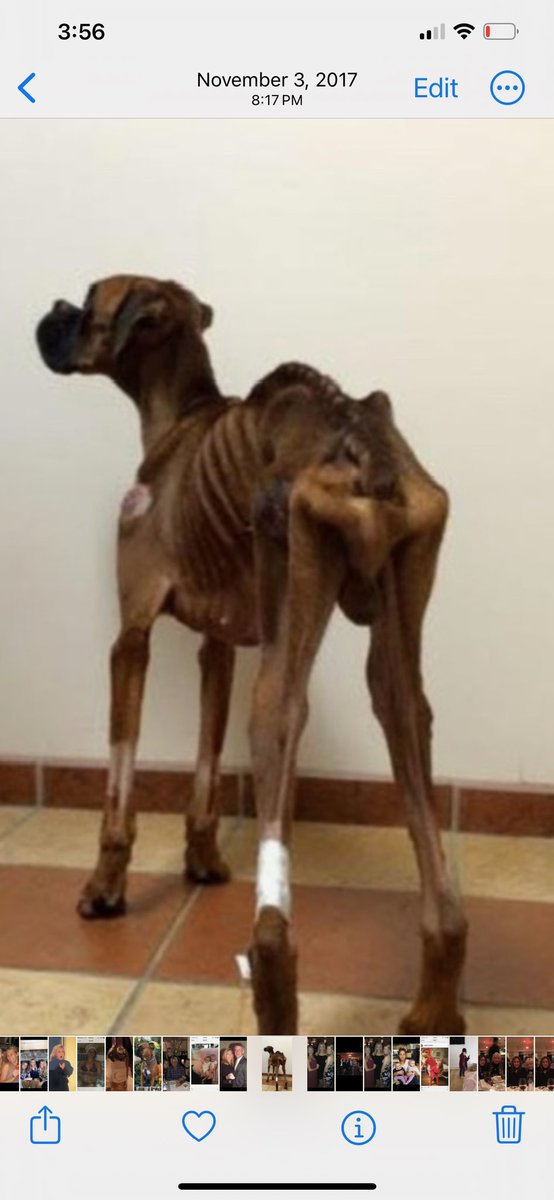 adopt_boxer's tweet image. From this ⬇️ to that .This is what love does. Brewster was starved, almost to death. He’s been living the dream in #DelrayBeach #FL for the last 8 yrs. He will be 12. We didn’t know if he would live a day. We thank the #Brooklyn #DA for convicting his #abuser #boxerdogs #Brewster