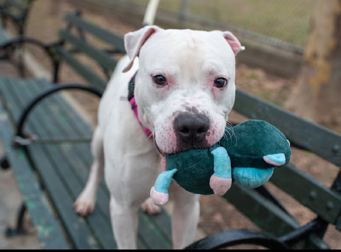 TomJumboGrumbo's tweet photo. HOURS LEFT, DELISTED in preparation TBK in NYCACC: his family could no longer afford, so Royal Blue 192878 arrived on his best behavior in hope of his new family. A wonderful 4yo who's friendly, outgoing and playful with strangers, kids, dogs and even cats - really what more is there to ask for! Crate trained, he loves car rides and knows his commands... a wonderful dog who needs a chance. Adoptable from any location, he's looking for a family with kids age 5+. Please repost pledge, let's get handsome Blue out of there!

For assistance: please email keitholbermanndogs@gmail.com or DM @notthesameone2

https://t.co/aQGBhIJfcU