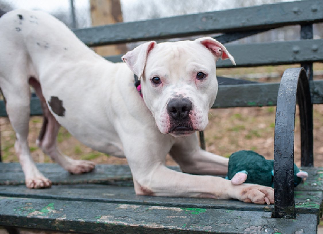 TomJumboGrumbo's tweet photo. HOURS LEFT, DELISTED in preparation TBK in NYCACC: his family could no longer afford, so Royal Blue 192878 arrived on his best behavior in hope of his new family. A wonderful 4yo who's friendly, outgoing and playful with strangers, kids, dogs and even cats - really what more is there to ask for! Crate trained, he loves car rides and knows his commands... a wonderful dog who needs a chance. Adoptable from any location, he's looking for a family with kids age 5+. Please repost pledge, let's get handsome Blue out of there!

For assistance: please email keitholbermanndogs@gmail.com or DM @notthesameone2

https://t.co/aQGBhIJfcU