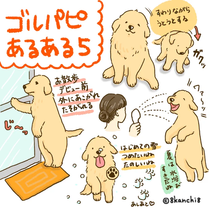 ゴルパピあるある
5〜7もふりかえり🐶🌼
#ゴールデンレトリバー
#犬のイラスト
#大型犬 