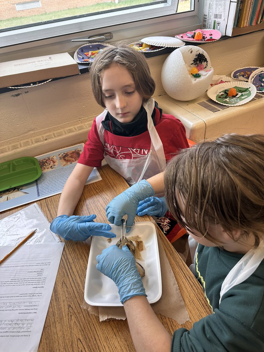 It was frog dissection day for Mrs. Provenza’s classes today! Our students worked through their lab with the guidance of some awesome North High School students. What a great experience for 6th grade science! #MyChoiceWilloughbyEastlake <a href="/WESchools/">Willoughby-Eastlake City Schools</a> <a href="/WESPRDirector/">Gina Kevern</a> <a href="/MrStasa_WWMS/">Mr. Stasa</a>