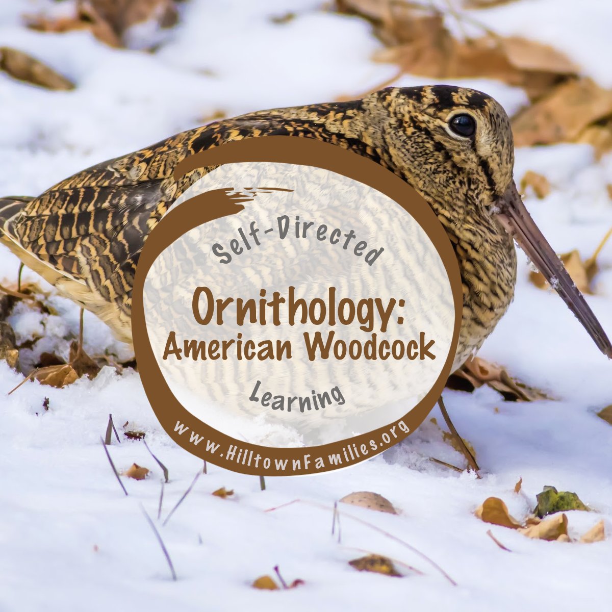 HilltwnFamilies's tweet photo. Discover the unique mating dance of the American Woodcock, highlighting birdwatching joys, ecological conservation, and the importance of habitat preservation: https://t.co/PKYJxt6iWR
#ornithology #americanwoodcock #birdwatching #timberdoodle #selfdirectedlearning #cbedu https://t.co/0YVLKbOpn1