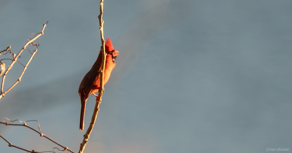 harry_fosters's tweet photo. What a great day today. These images were taken between 4:15 and 5:30, mostly sitting on the deck in the sun with a glass of wine, camera handy watching the action. The Cardinal was singing its heart out. #Naturephotography https://t.co/yqREAvdjBz