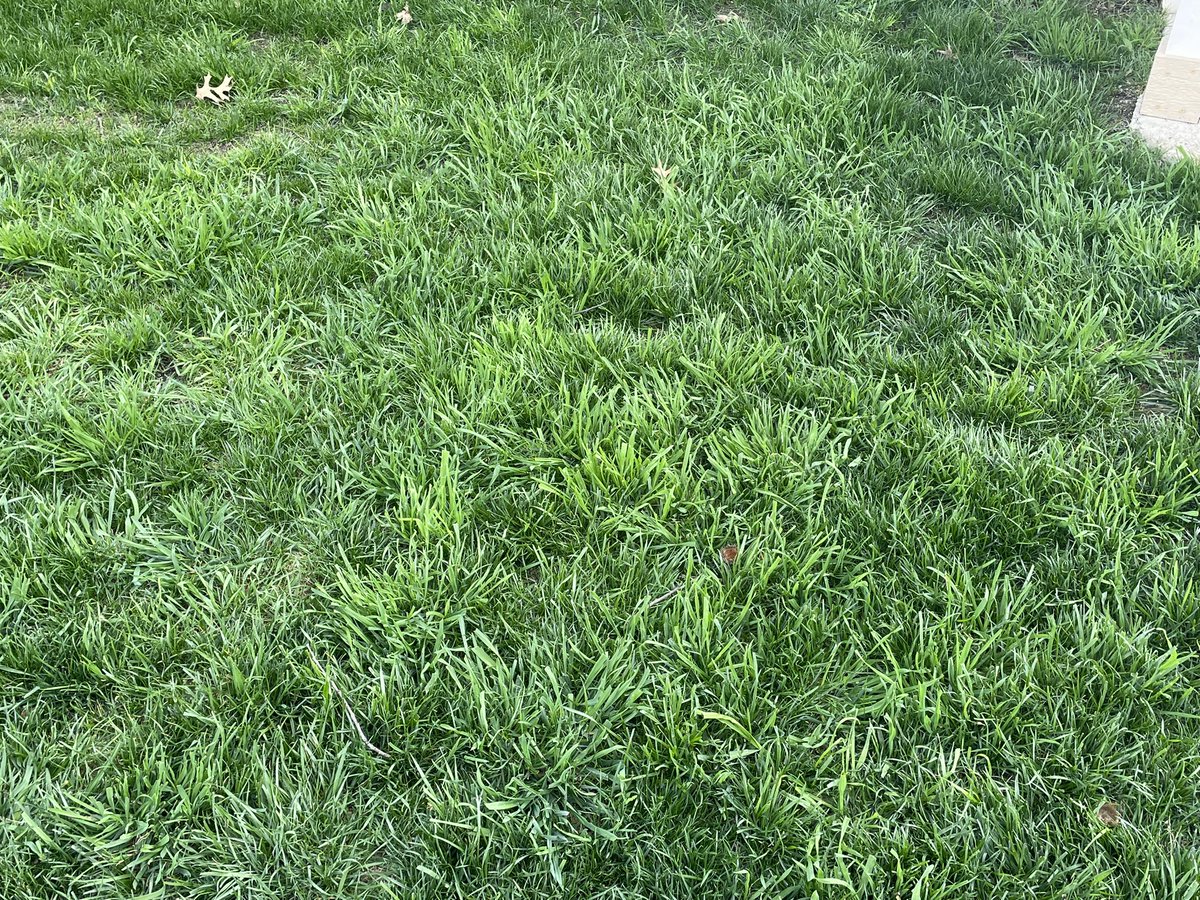 TurfBlade's tweet image. When does a “deal” on seed ever work out? This one led to a nice orchardgrass stand