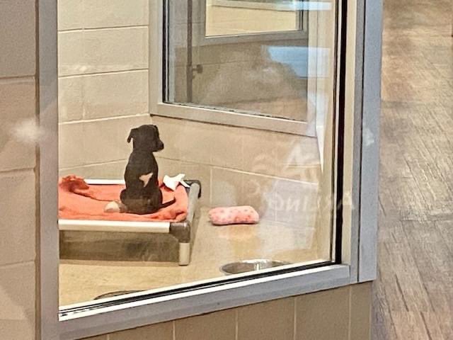 Lizzie's brother was adopted this morning
She has been sitting like this &amp; staring out her kennel window since💔

Lizzie is 2 months old, currently weighs 8 pounds but believe she will grow up to be at least a medium size dog

#ArlingtonTX #Texas #dogsoftwitter More below ⬇️