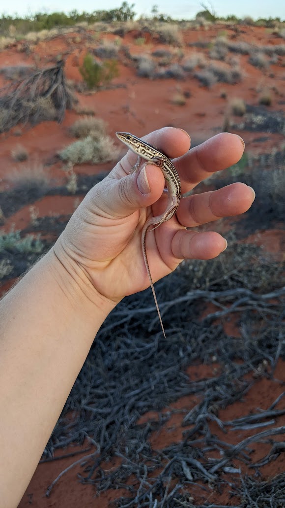 Today in #desert #reptiles... who can you identify? *Handled and trapped with appropriate permits, then released to live their best desert-dwelling lives* #desertwildlife #lizards #snakes #WildOz #fieldwork #ecology #science #WomenInScience @AridRecovery