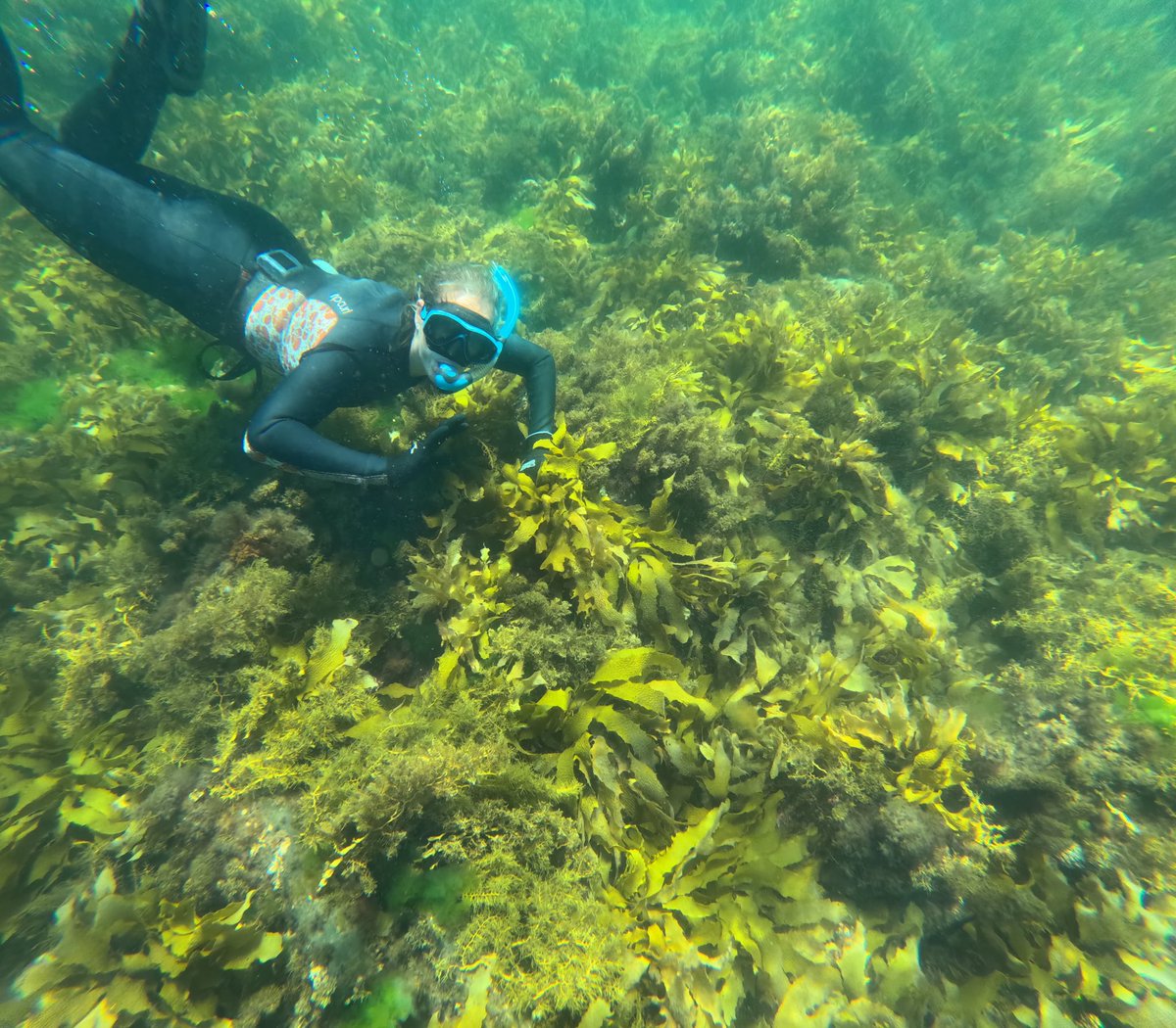 🌊On this International Women's Day, I'm proud to highlight my work as a marine scientist @Deakin . I hope to inspire others to dive into the world of ocean restoration. Let's continue amplifying our impact together! #IWD2024 #WomenInSTEM #SuperstarsOfSTEM @ScienceAU