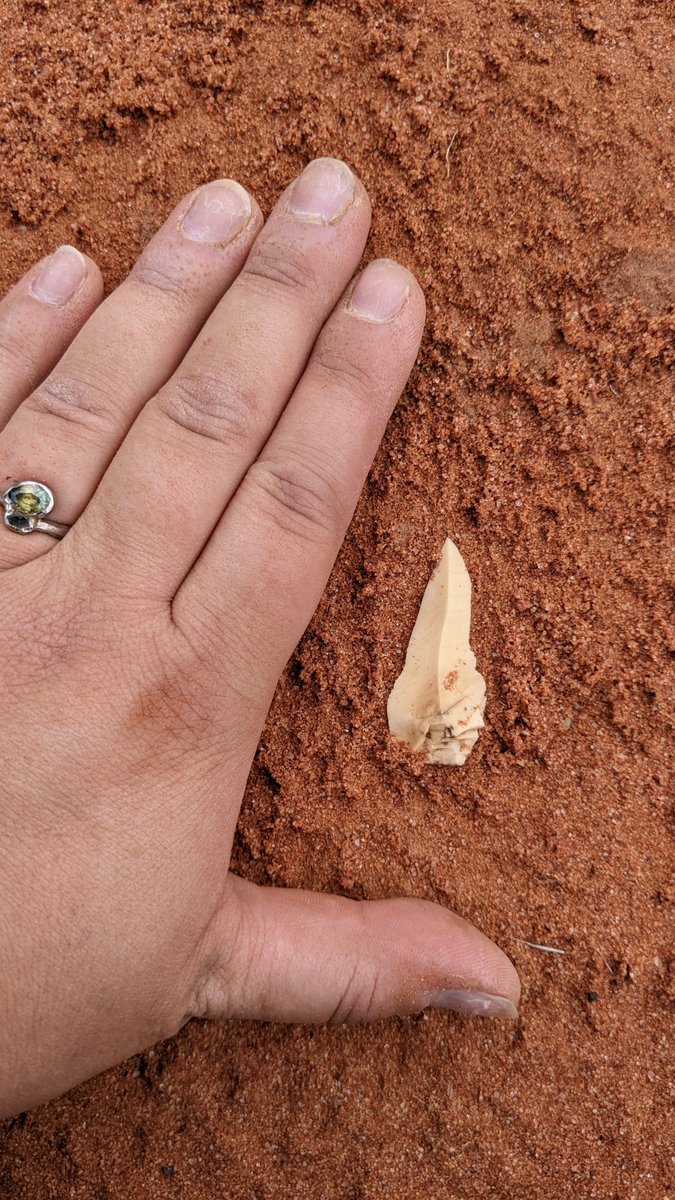 The sand-dunes of #Kokatha #desert country left me mesmerized, as did the remnants of #indigenous life, scattered amongst the dunes. Forever connected to landscape; a continual reminder that it #AlwaysWasAlwaysWillBe #Aboriginal land. *Artefacts left where they lay. @AridRecovery