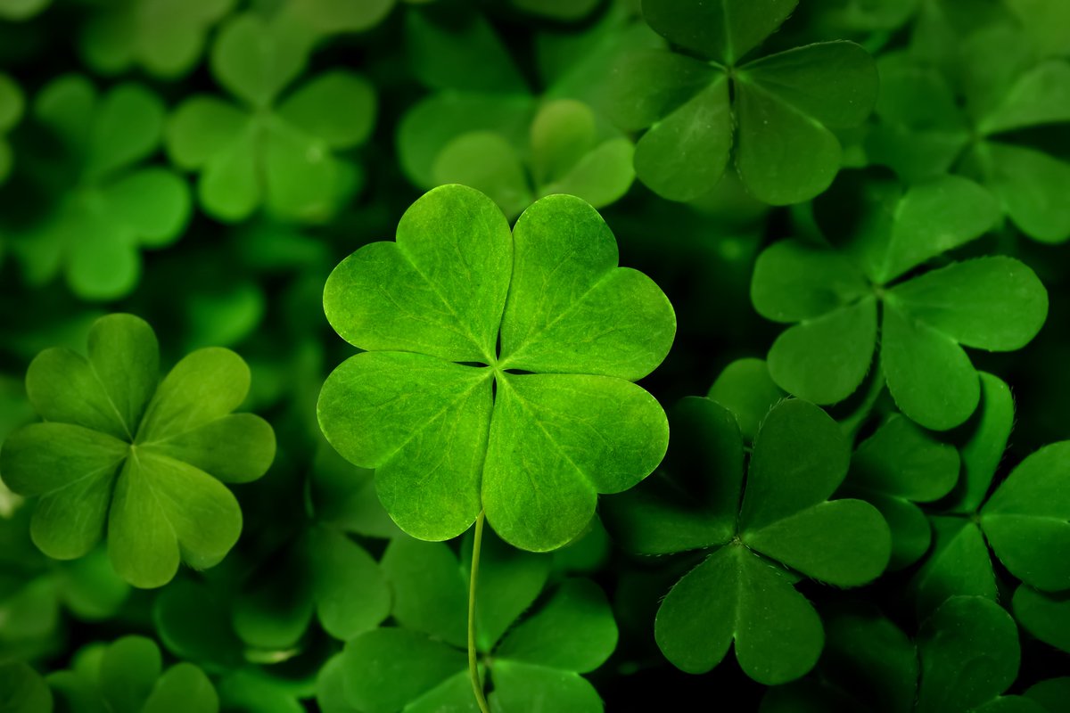 🍀 Feeling lucky? If you happen to come across clover on your# turf, here's to hoping for four-leaf clovers. Happy #StPatricksDay vibes! #PBIGordonTurf