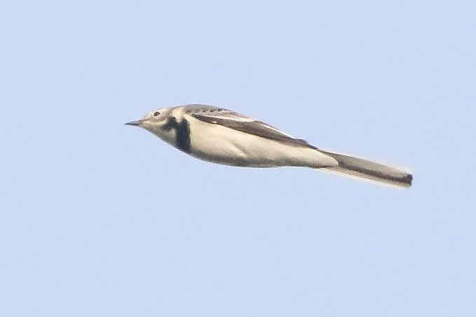 In Frankrijk stevige trek vandaag van vinken, witte kwikstaart en meer. Ook #kraanvogels weer op trek vandaag in NL en Belgie. Momenteel zitten veel kranen westelijk in Frankrijk, met de oostenwind kunnen we de komende dagen een laatste golf(je) verwachten