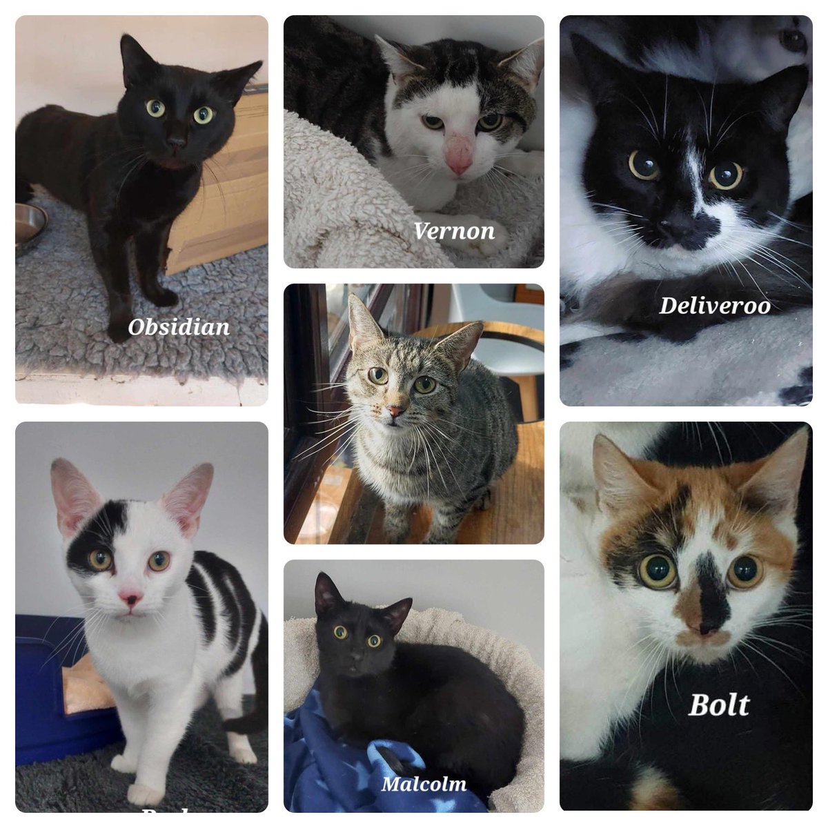 Just a few of the cats at the shelter waiting for new homes.

All are neutered, microchipped, vaccinated and have one month's free insurance.  

Contact us on 01992 626110 if you are looking for your new BFF, best furry friend 😸
#adoptdontshop #walthamabbey