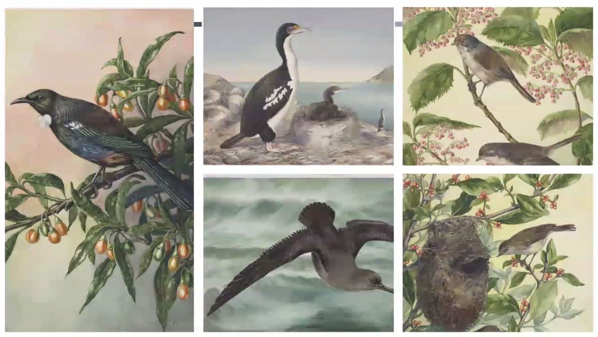 Delighted to be tuning into the @Forest_and_Bird Women in Conservation webinar today. A lovely way to highlight women across the science, art, and advocacy in Aotearoa history. Starting out learning about artist Lily Daff, whose bird paintings really hit the spot!