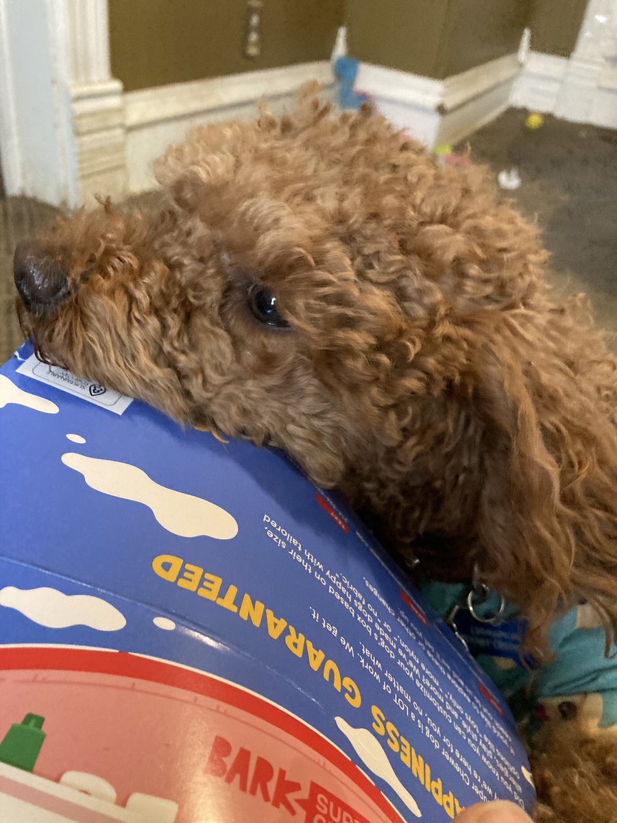 Shakespanderian's tweet photo. Kirby loves his @barkbox toys, but Cinnamon gets a little confused. I think he thought he could get the banana out of the box liner. #SuperChewer https://t.co/y2JcWaanMO