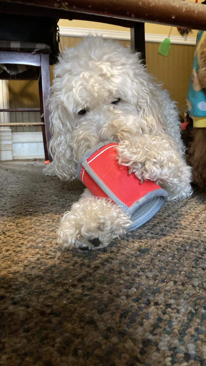 Shakespanderian's tweet photo. Kirby loves his @barkbox toys, but Cinnamon gets a little confused. I think he thought he could get the banana out of the box liner. #SuperChewer https://t.co/y2JcWaanMO