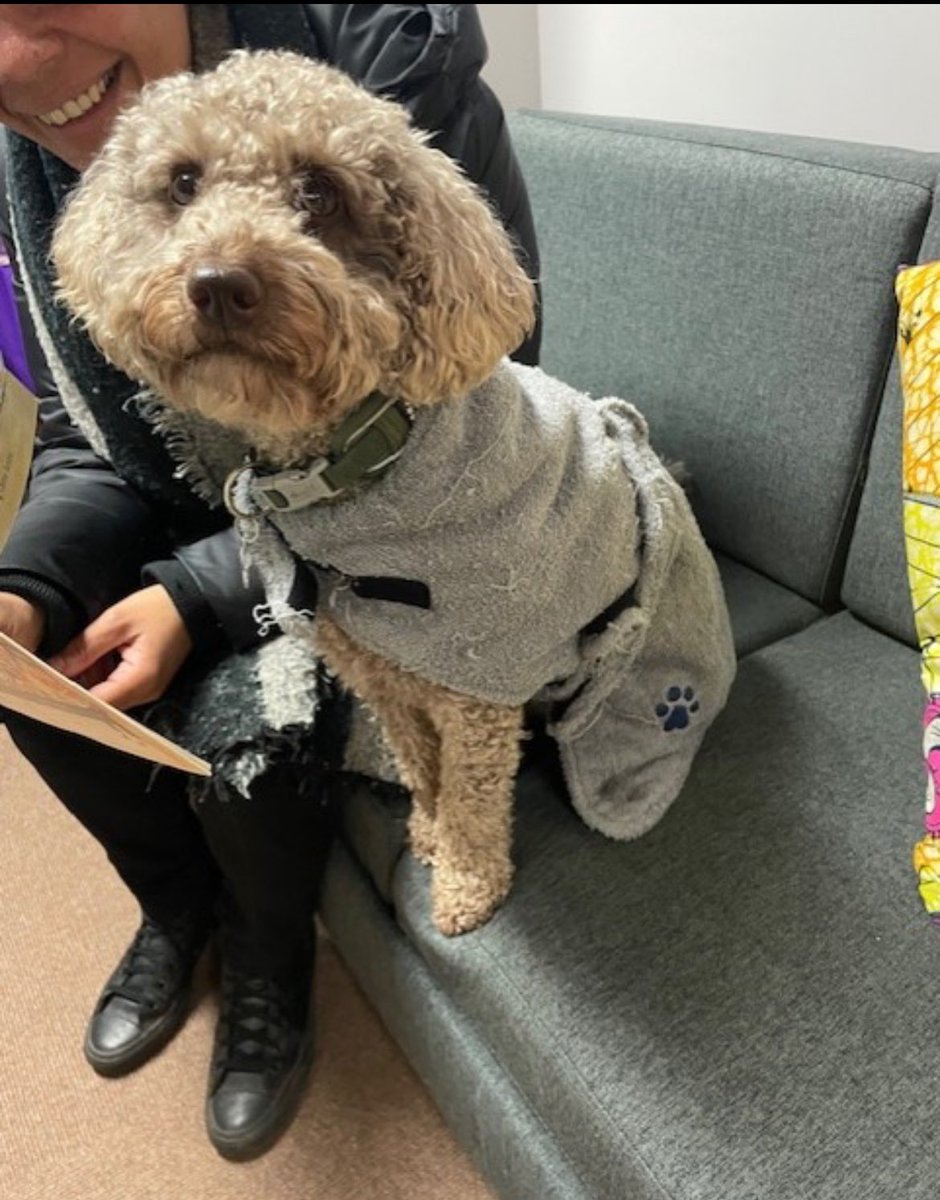 stedsbham's tweet image. Millie got fully involved in #WorldBookDay2024 at school today, wearing her dressing gown and reading her book. #thebarnabusproject Fun was had by all involved today ! #schooldogduties