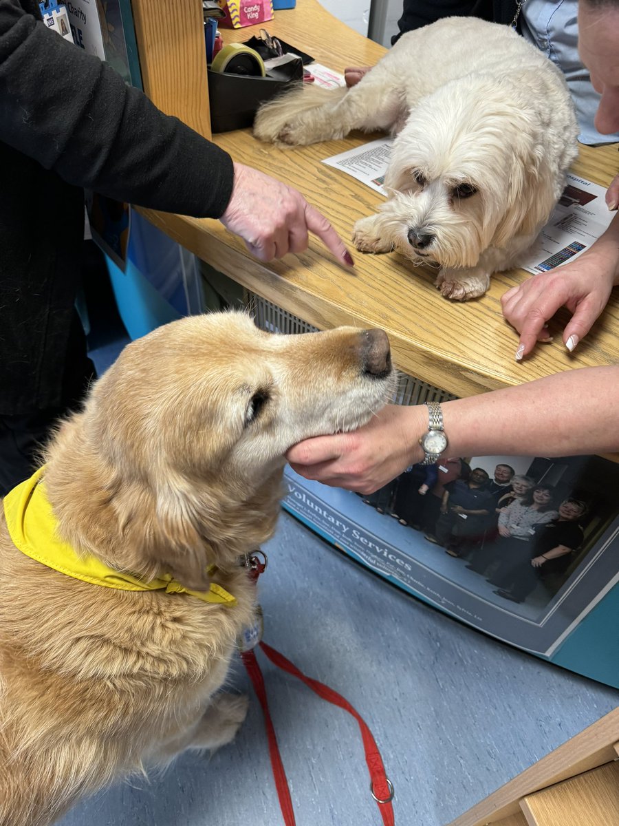 Fred grrrr little dog syndrome poor Yazzy