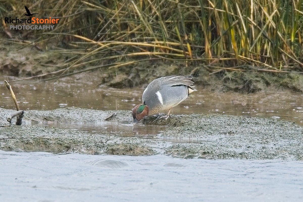 Drake Green Winged Teal at Newport (Pembs) from last weekend...