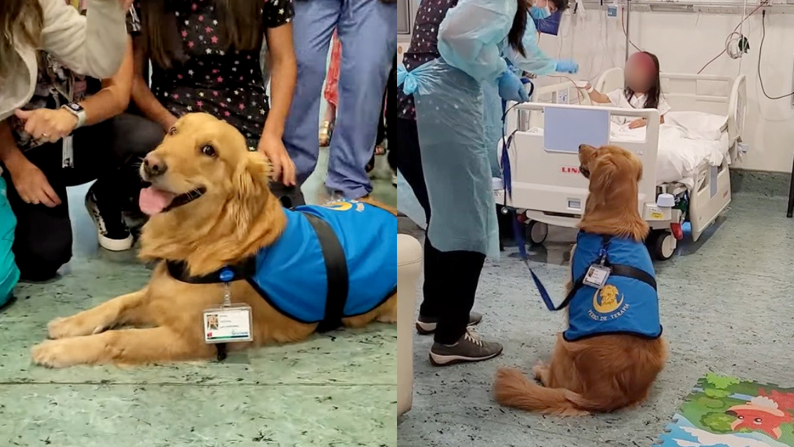 Cooperativa's tweet photo. "Dogtora Kuyen": Perrita se suma al equipo del Hospital Dra. Eloísa Díaz de La Florida #CooperativaContigo https://t.co/EykPnOYGlq https://t.co/YH41VuOL22