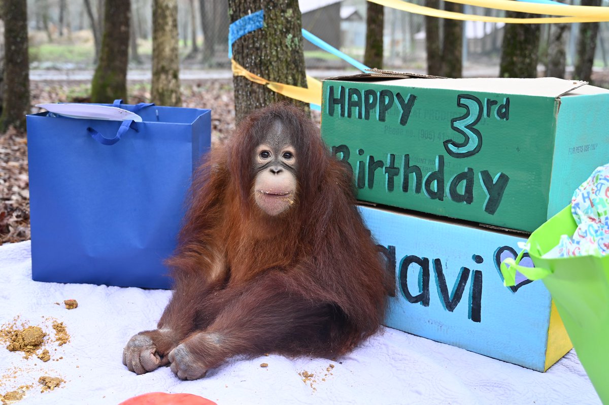 Taavi celebrated his 3rd birthday last Saturday with a 'cake' made of fruits and leaf biscuits and a special ice treat shaped like the number 3!! He enjoyed investigating the enrichment surprises inside the bags. Happy Birthday, Taavi! We love you! #taaviorangutan
