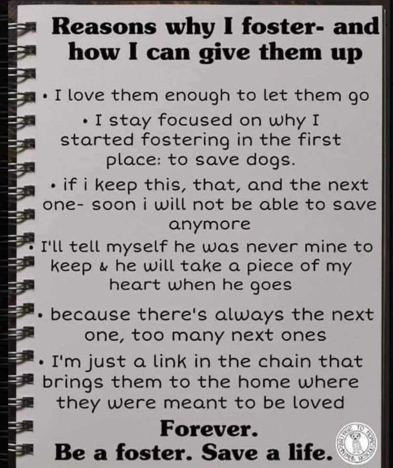 Whether you foster dogs or cats it's all the same. Being a foster is rewarding and makes a difference FOR THEM.

#fostercats #fosterdogs
