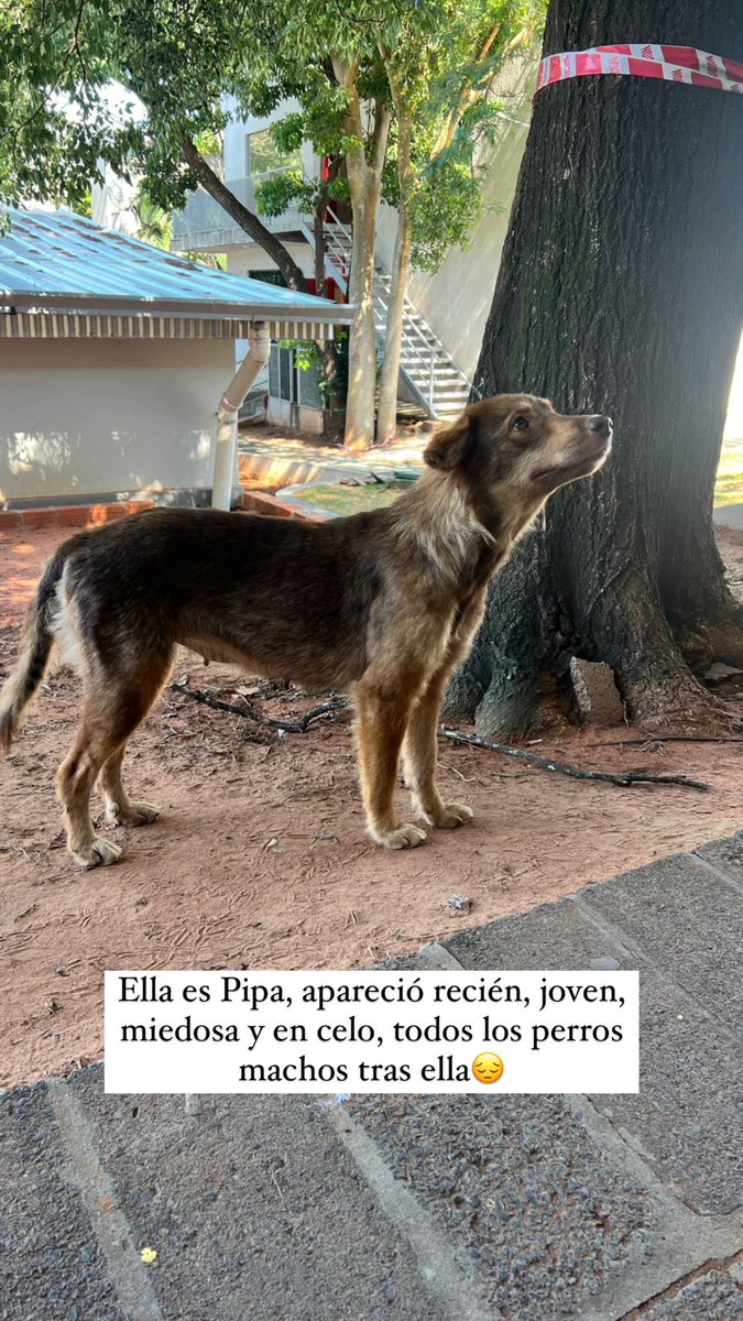 _belumb's tweet photo. Cualquier aporte suma muchísimo para que sigamos ayudando, a estas para empezar❤️ 
P.D.: No olvides dar un puñito de balanceado y un vasito de agua a los animalitos de la calle con los cuales te cruzas, c/u puede ayudar en la medida que puede❤️ RT por fa🙏🏻 https://t.co/8dPmPzG5N8