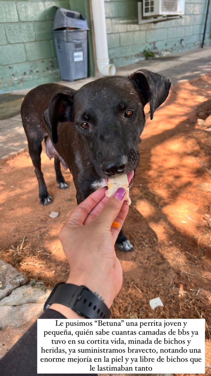 _belumb's tweet photo. Cualquier aporte suma muchísimo para que sigamos ayudando, a estas para empezar❤️ 
P.D.: No olvides dar un puñito de balanceado y un vasito de agua a los animalitos de la calle con los cuales te cruzas, c/u puede ayudar en la medida que puede❤️ RT por fa🙏🏻 https://t.co/8dPmPzG5N8