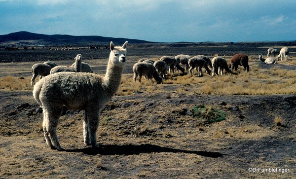 #TravelGumbo #PictureOfTheDay by @DrFumblefinger     #ttot 

#AlpacaHerd #PlanoAlto #Peru #NotFriendly!

TravelGumbo
By Travelers, for Travelers

travelgumbo.com/blog/alpaca-he…