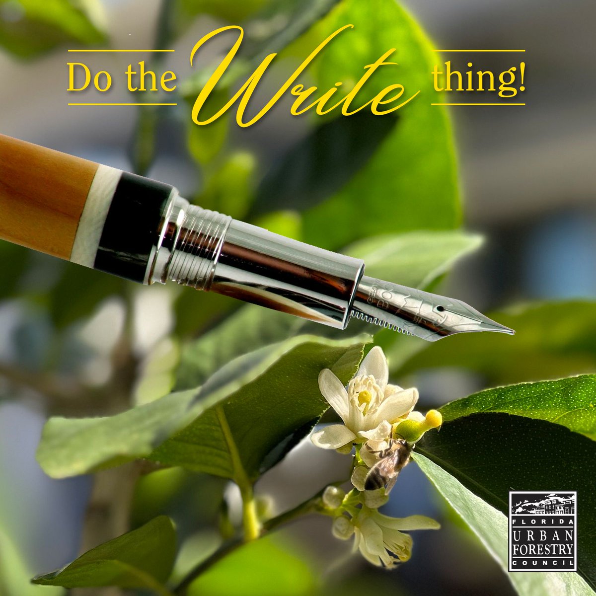 Do the 'write' thing! Material for The Council Quarterly, Volume 2, 2024, is due March 15, 2024. Let us know what's happening in your neck of the woods! Visit fufc.org/newsletter/ for submission details.

#UrbanForestry #ForestryNews #FloridaTrees