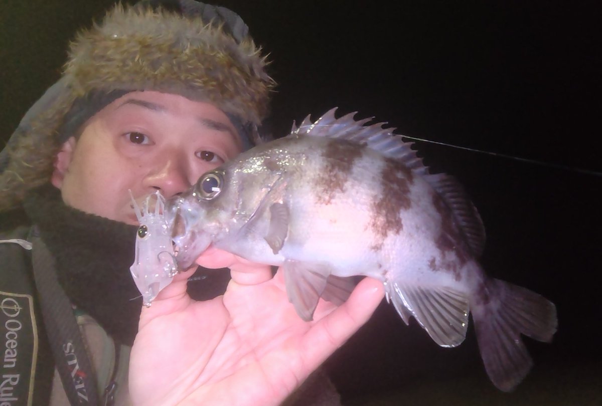 ozaki_garyu's tweet photo. 牡鹿半島遠征

ロッド：FIDELITY Azusa66SL
ルアー：PUDLEE イカルアJET Regular SSS

メバル2本　
MAX 22.5cm

デジ巻きからの〜ナイスバイト！
ガッツリハーモニカ食い👍

#PR #FIDELITY #フィデリティー #Azusa66SL #PUDLEE #パドリー #イカルアJETRegularSSS #メバル https://t.co/7GKRNnwGNE