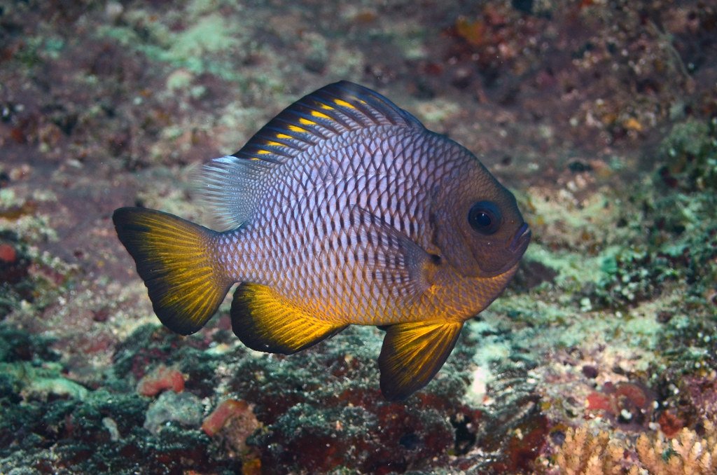 James A. Wong tweet media