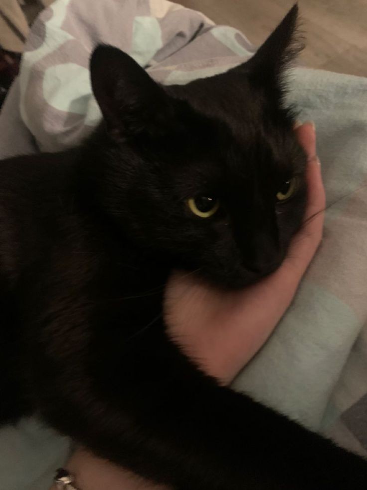 laurie                                       edgar