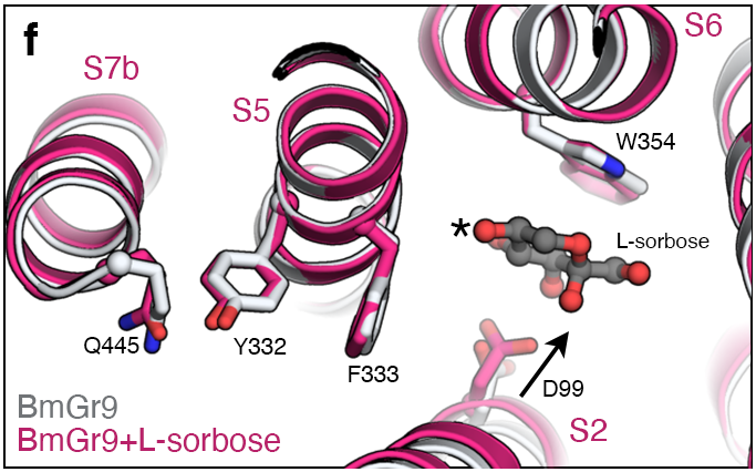 butterwicklab's tweet photo. @Nature @jvic_gomes even determined another structure for the paper – bound to a non-activating sugar – to test our model for chemical specificity. Worked out beautifully! https://t.co/v2EQR4K8JL