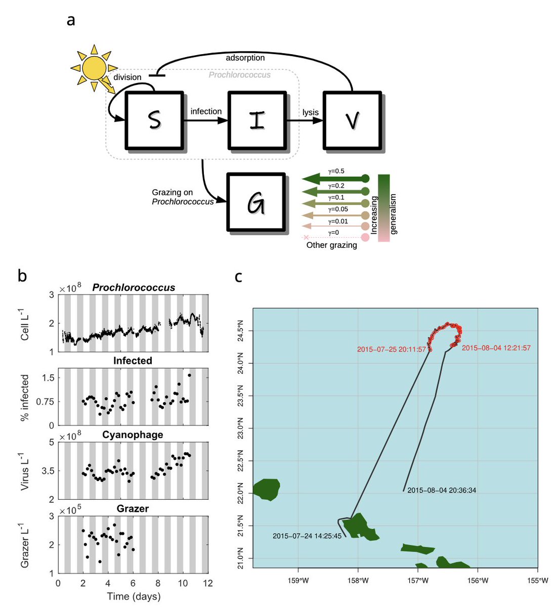 Paper now out in @NatureComms arising from a long-term collaboration, led by @BeckettStephen and @D2mory on 'Disentangling top-down drivers of mortality underlying diel population dynamics of Prochlorococcus in the North PacificSubtropical Gyre'. nature.com/articles/s4146…