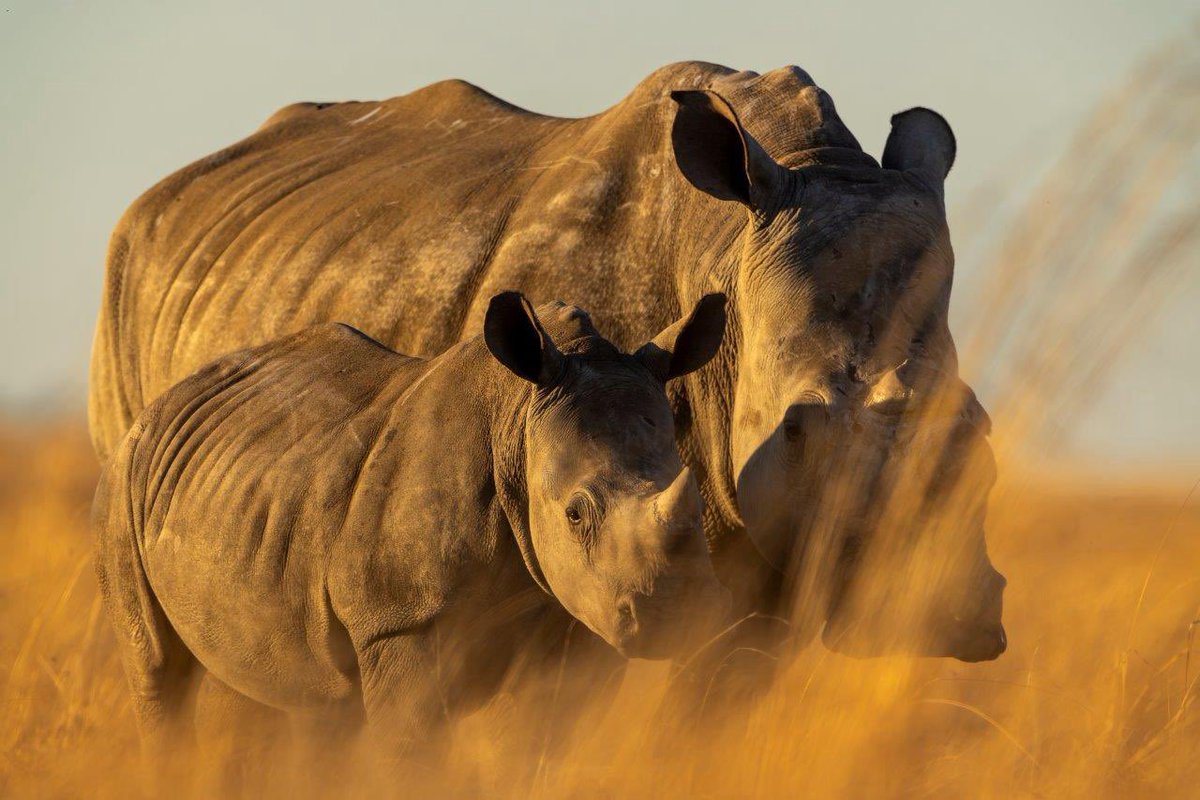 AfricanParks's tweet image. Did you know that rhino are vital for Africa’s savannas, which serve as critical carbon sinks, storing more carbon underground than forests? Rhino are mega-herbivores that shape &amp;amp; protect these landscapes. To read about our rhino conservation efforts visit bit.ly/43aeceT