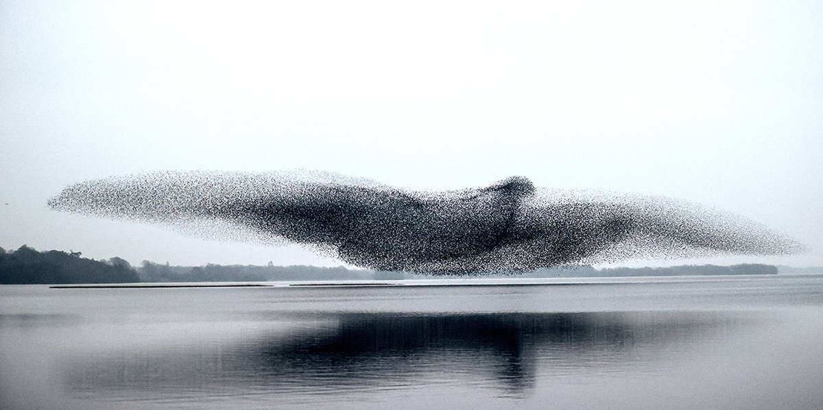 After 4 years and  300 + visits, i am delighted to say I have finally finished  the Murmuration project.. tonight was the conclusion of i. I am very grateful to all who helped out over the years. Very excited about some news i hope to share in the coming weeks 📚 ✍️ 🤫