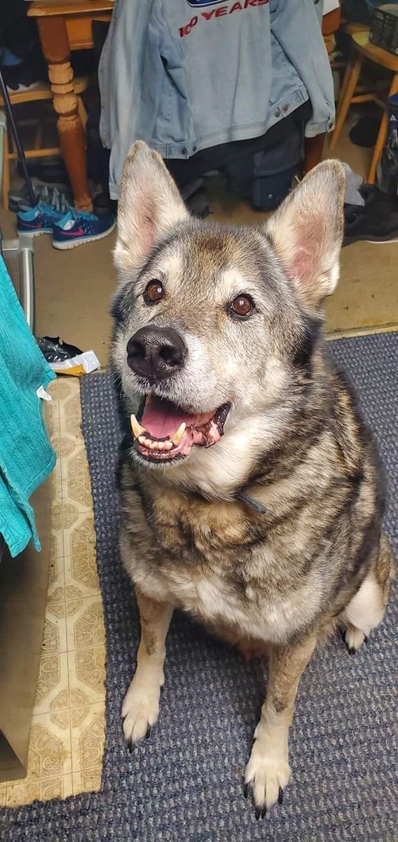 RedVelveet1227's tweet photo. the new woods wolf looks a lot my dog who passed away in 2020.... needless to say thank you @minecraft i'm sobbing https://t.co/6uUrwNuNP3