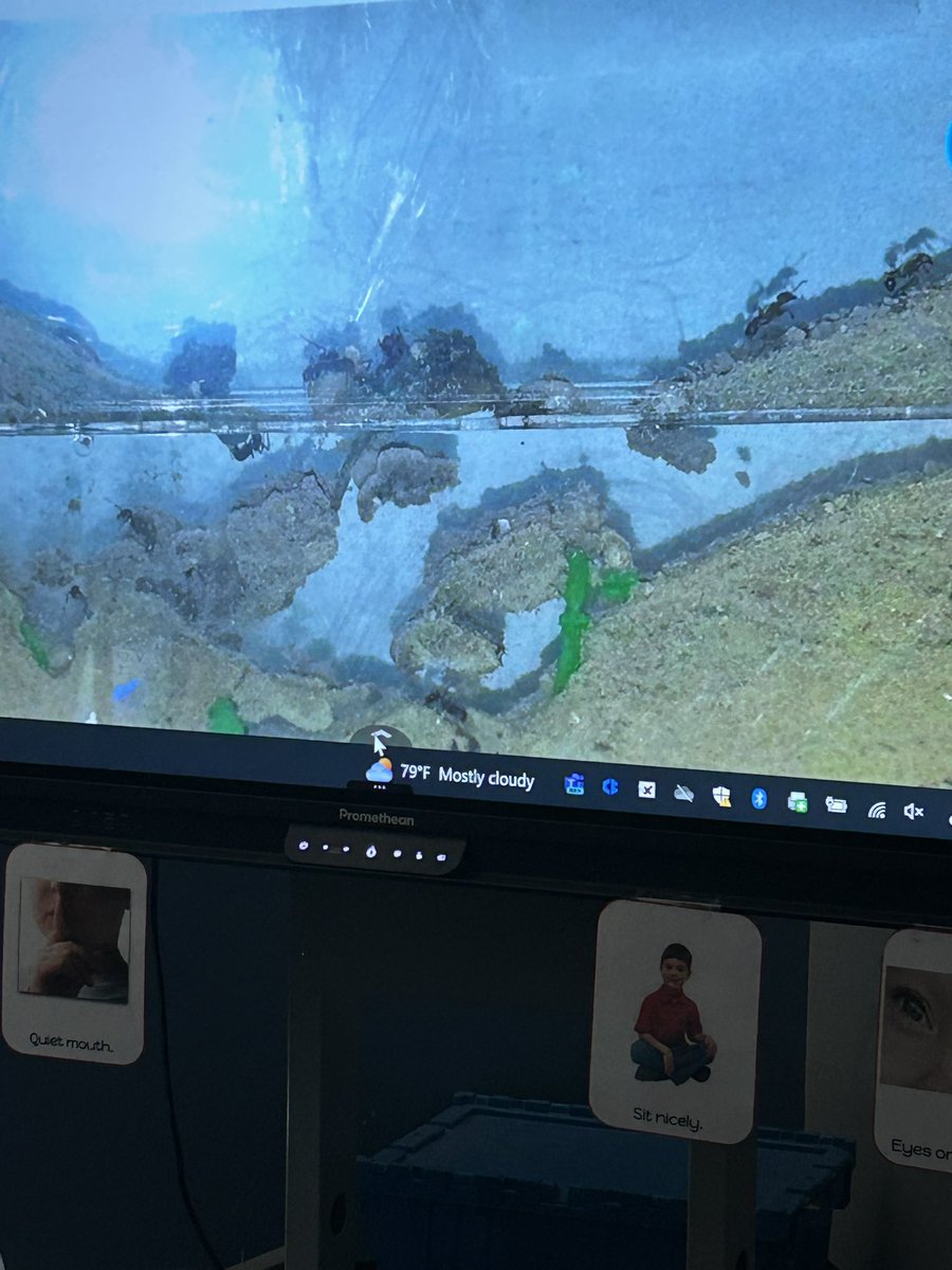 Ms_Margreiter's tweet photo. Ant farms in kindergarten 🐜@CyFairYeager https://t.co/l9K9T8ApTr